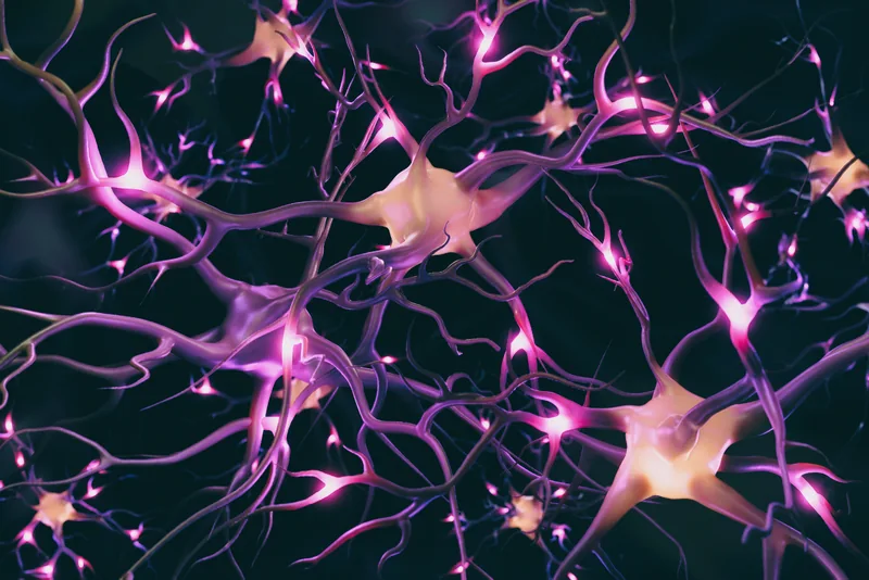 An illustration of branching nerve cells