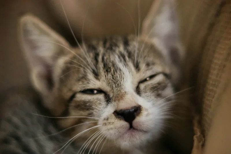 A close-up of a cat resting with its eyes partly open